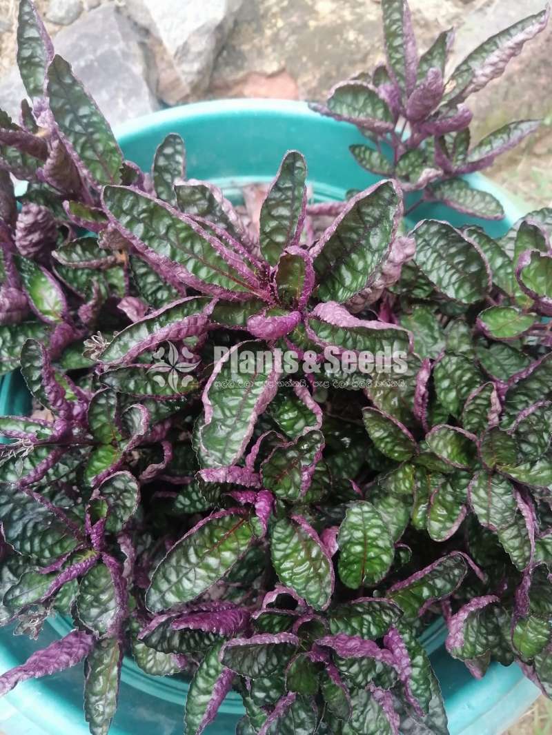 Decorative Plants (විසිතුරු පැල)
