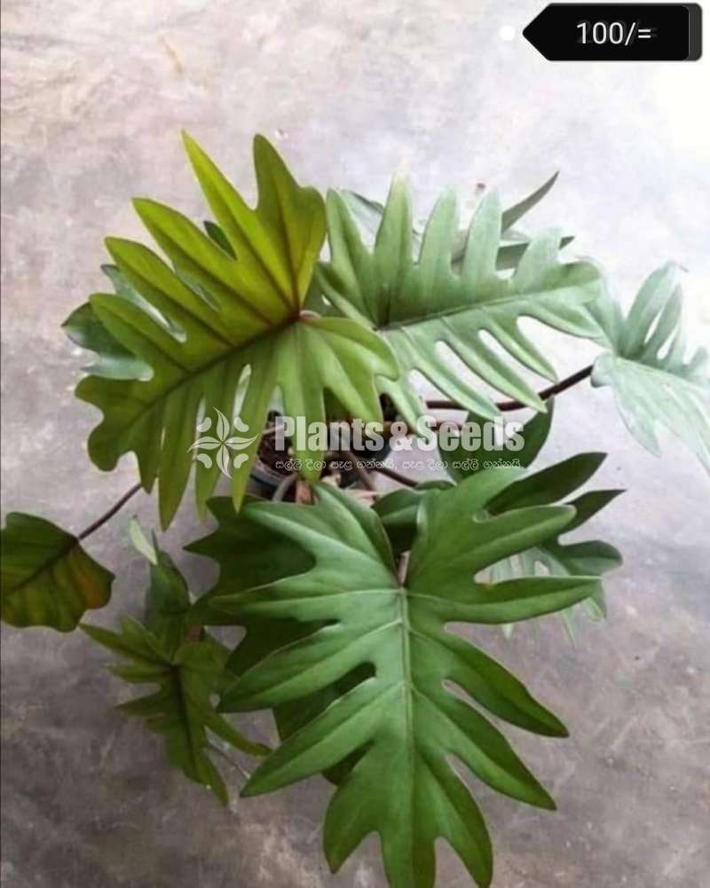 Decorative Plants (විසිතුරු පැල)