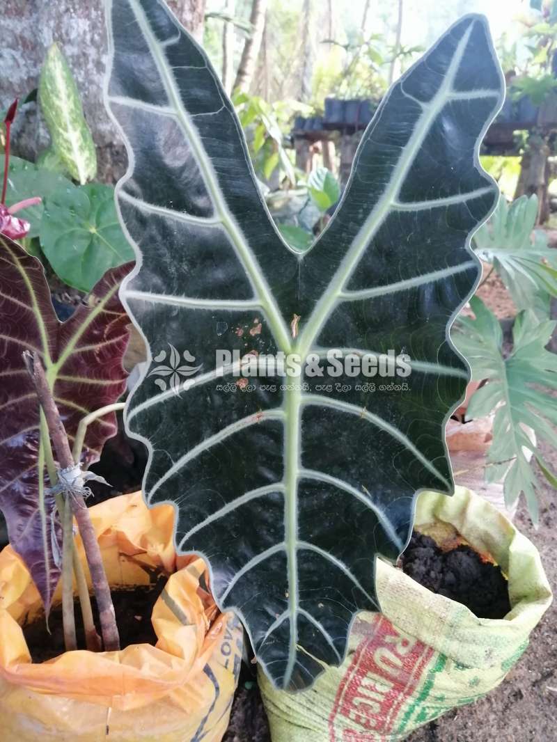 Decorative Plants (විසිතුරු පැල)