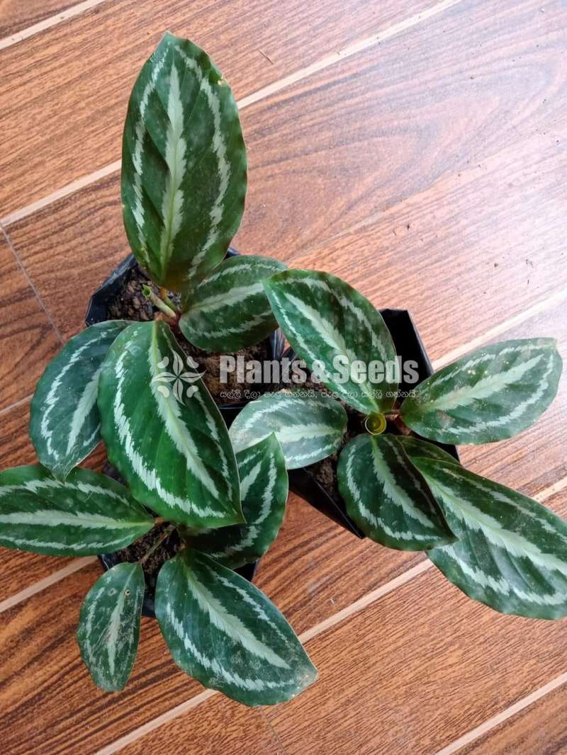 Decorative Plants (විසිතුරු පැල)