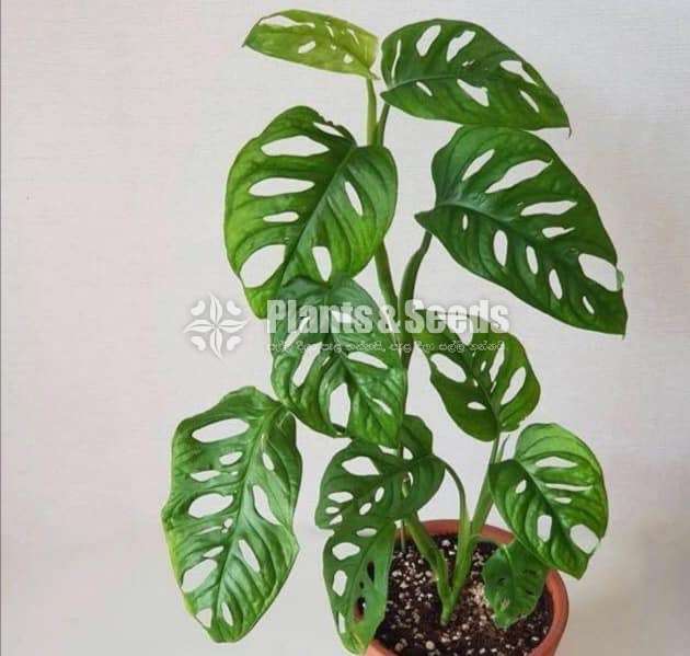 Decorative Plants (විසිතුරු පැල)