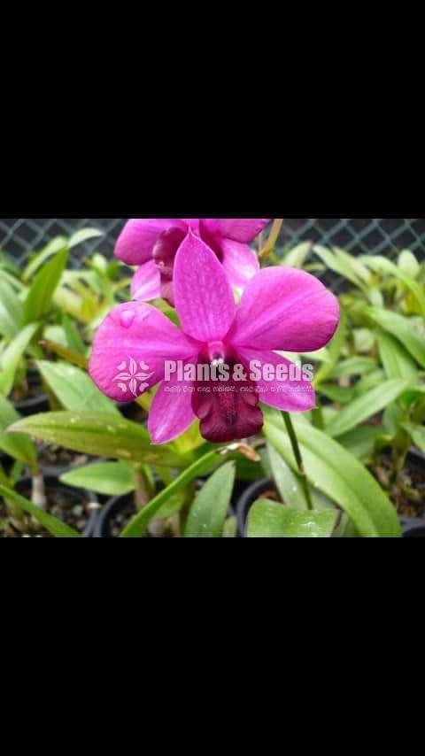 ඩෙන්රෝබියන් ඕකිඩ් වර්ණ (Dendrobium)