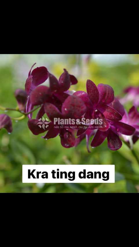 ඩෙන්රෝබියන් ඕකිඩ් වර්ණ (Dendrobium)