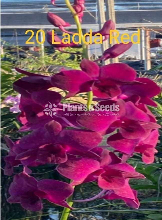 Bankok Orchid (බැන්කොක් ඕකිඩ්)