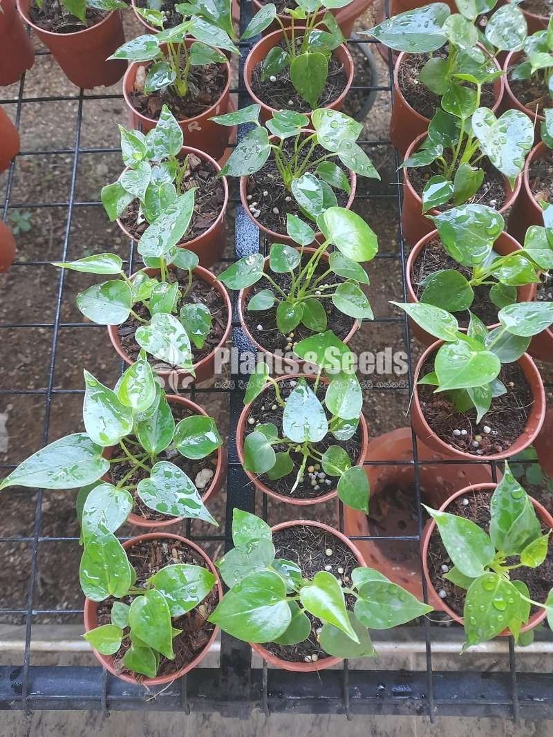 Nedarland Anthurium package