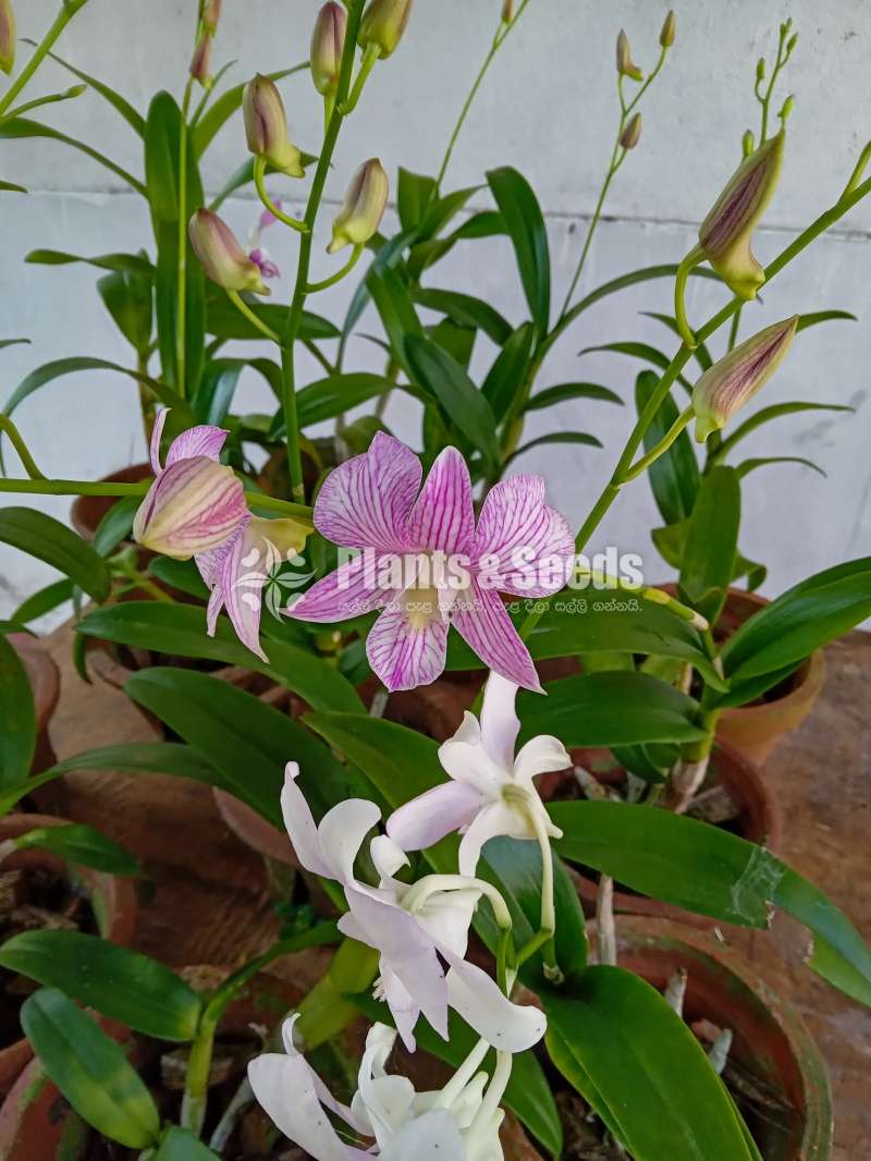 Orchid Plants (ඕකීඩ්)