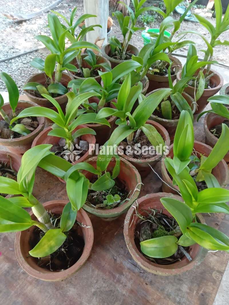 Orchid Plants (ඕකීඩ්)