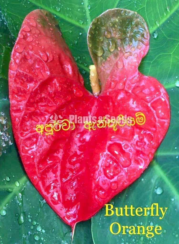  Lady Jane Anthurium  (ලේඩි ජේන් )