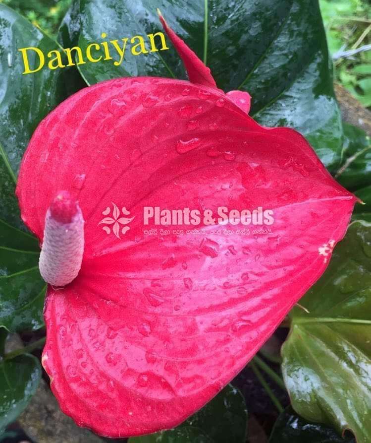  Lady Jane Anthurium  (ලේඩි ජේන් )