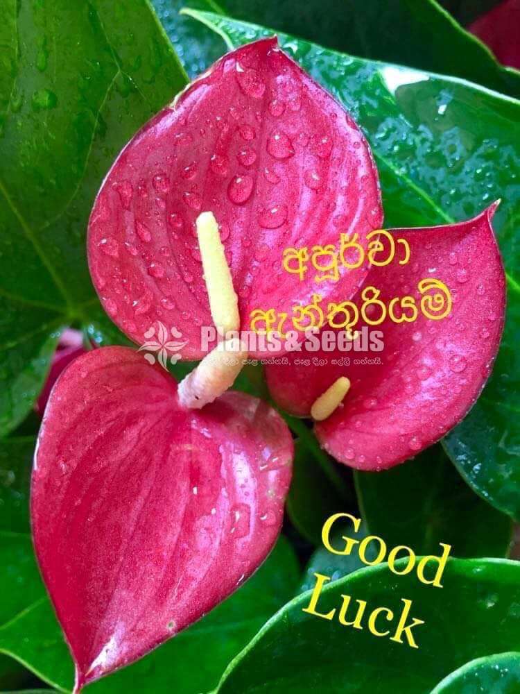  Lady Jane Anthurium  (ලේඩි ජේන් )