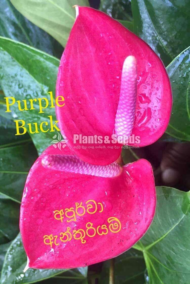 ලේඩි ජේන් වර්ග (lady Jabe)
