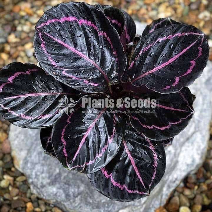 Calathea Roseopicta (Dottie)