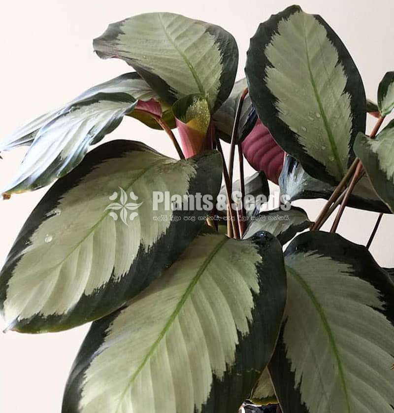 Calathea Roseopicta (Dottie)
