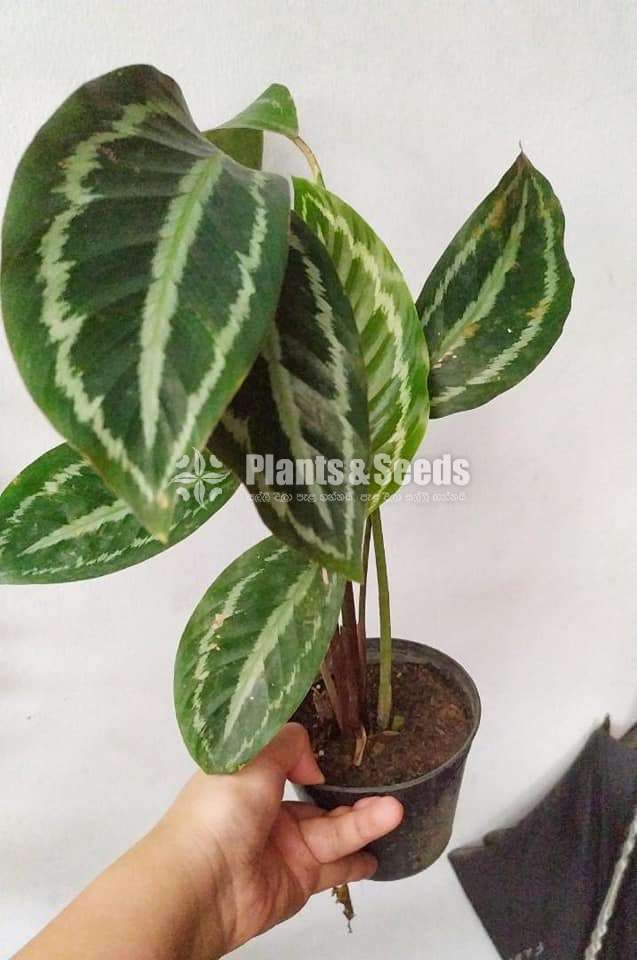 Calathea Roseopicta (Dottie)