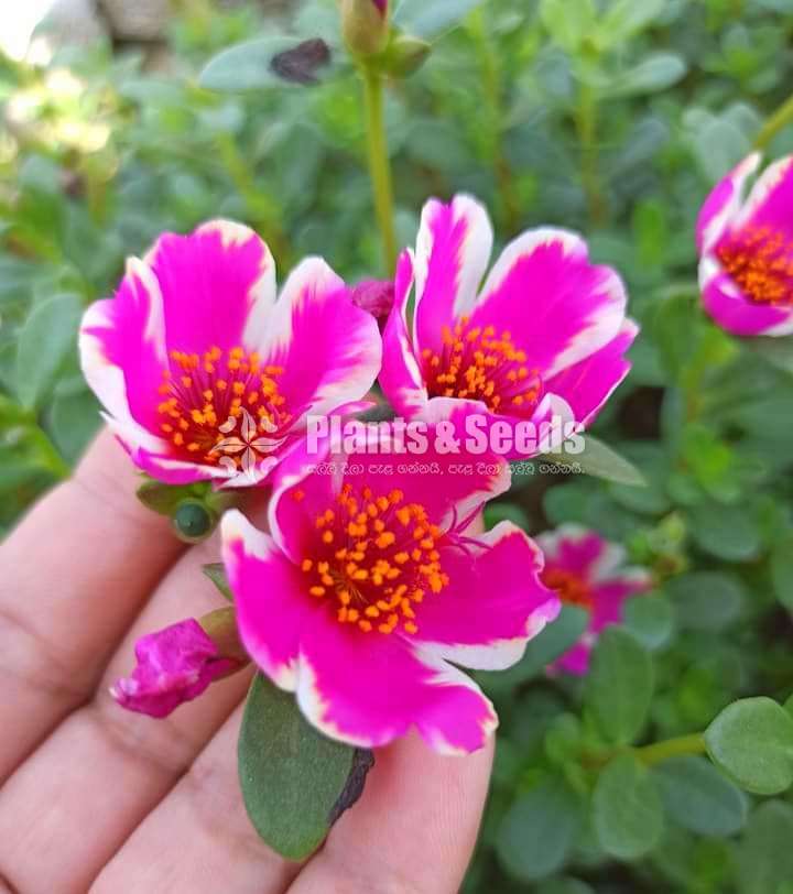 Dubai Rosa (ඩුබායි රෝස )