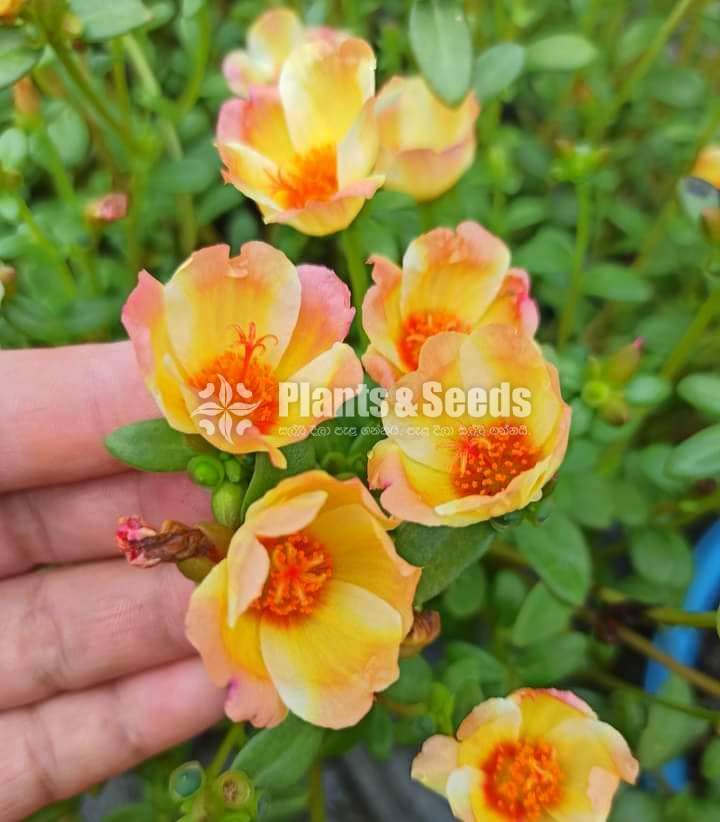 Dubai Rosa (ඩුබායි රෝස )