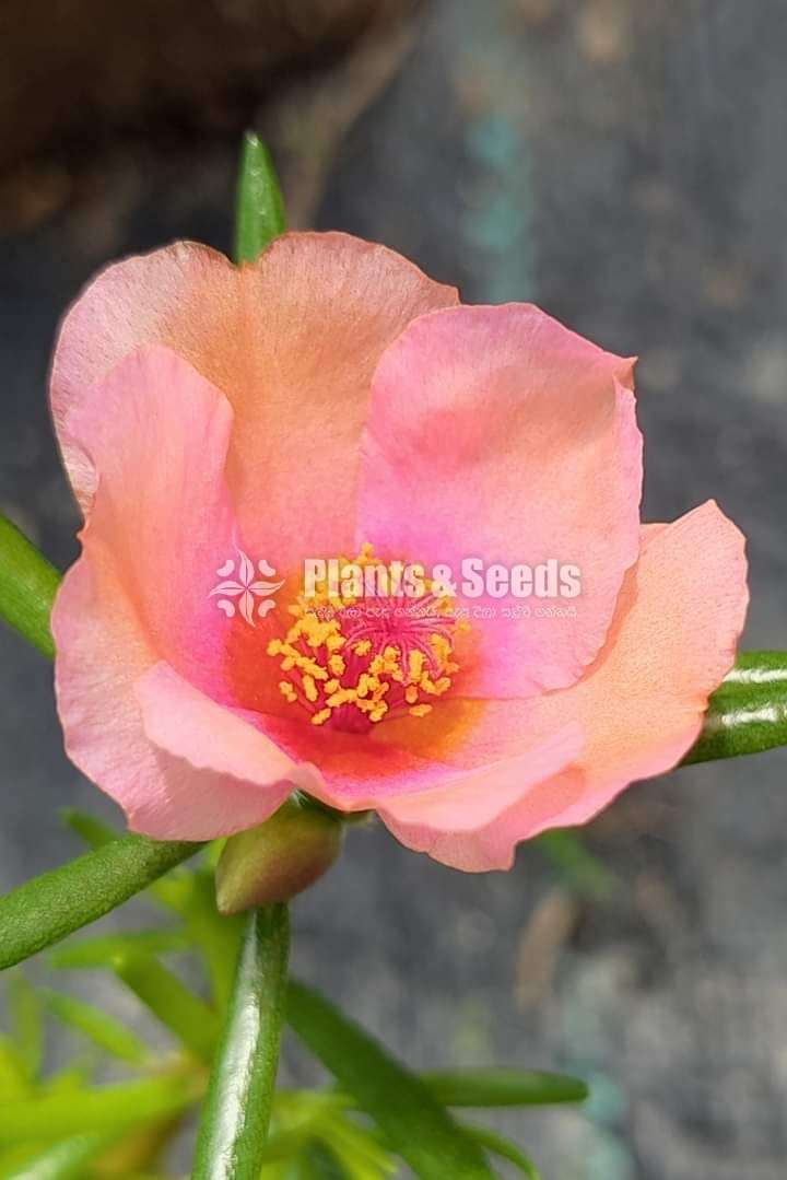 Baby tiyara (බෙබි ටියාරා )