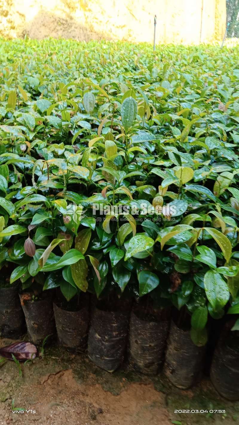 Cinnamon Plants (කුරුදු පැල )
