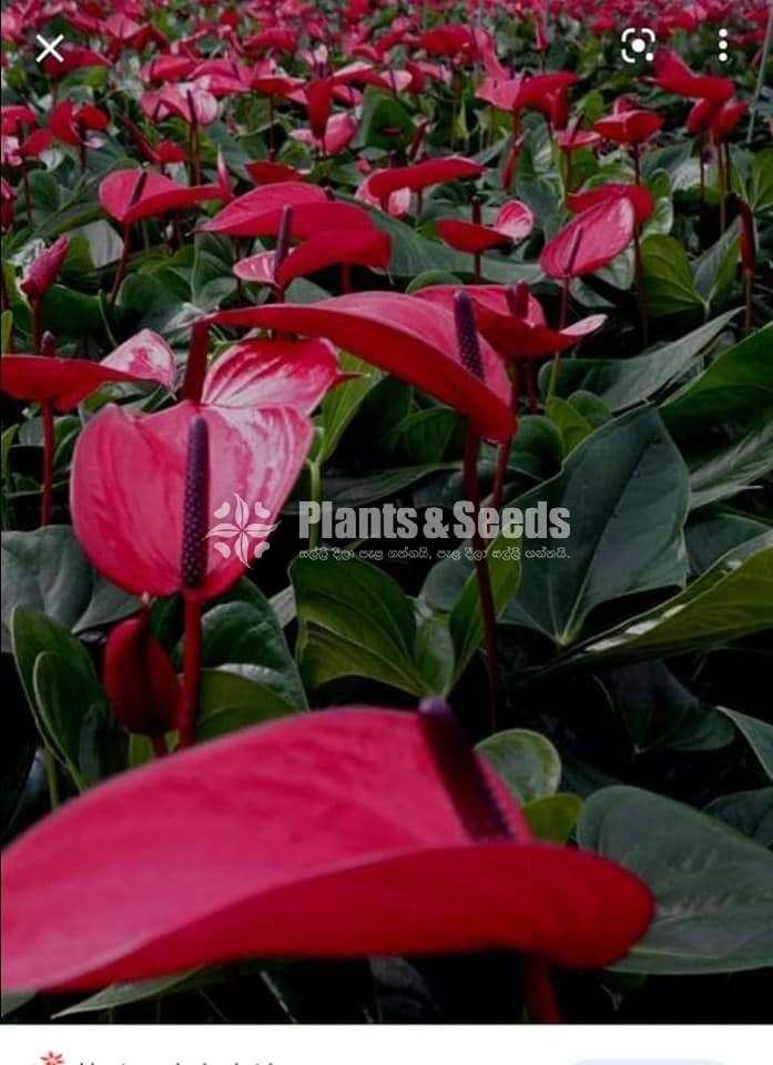 Purple anouk anthurium