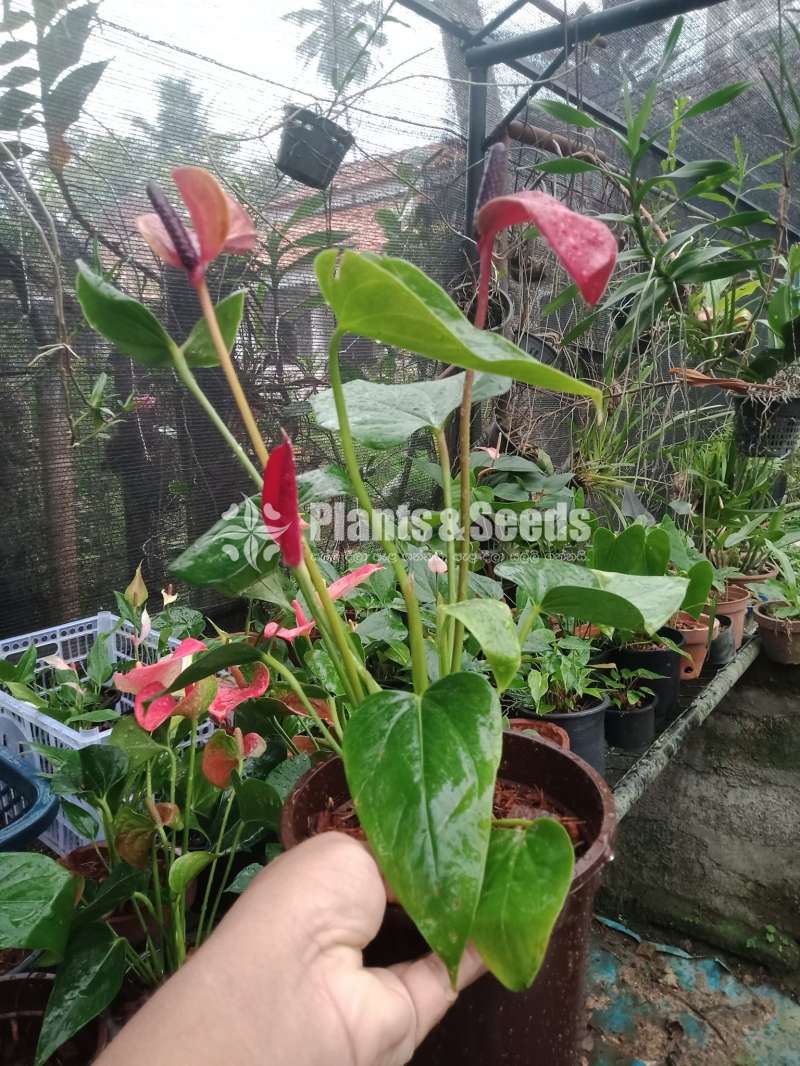 Purple anouk anthurium