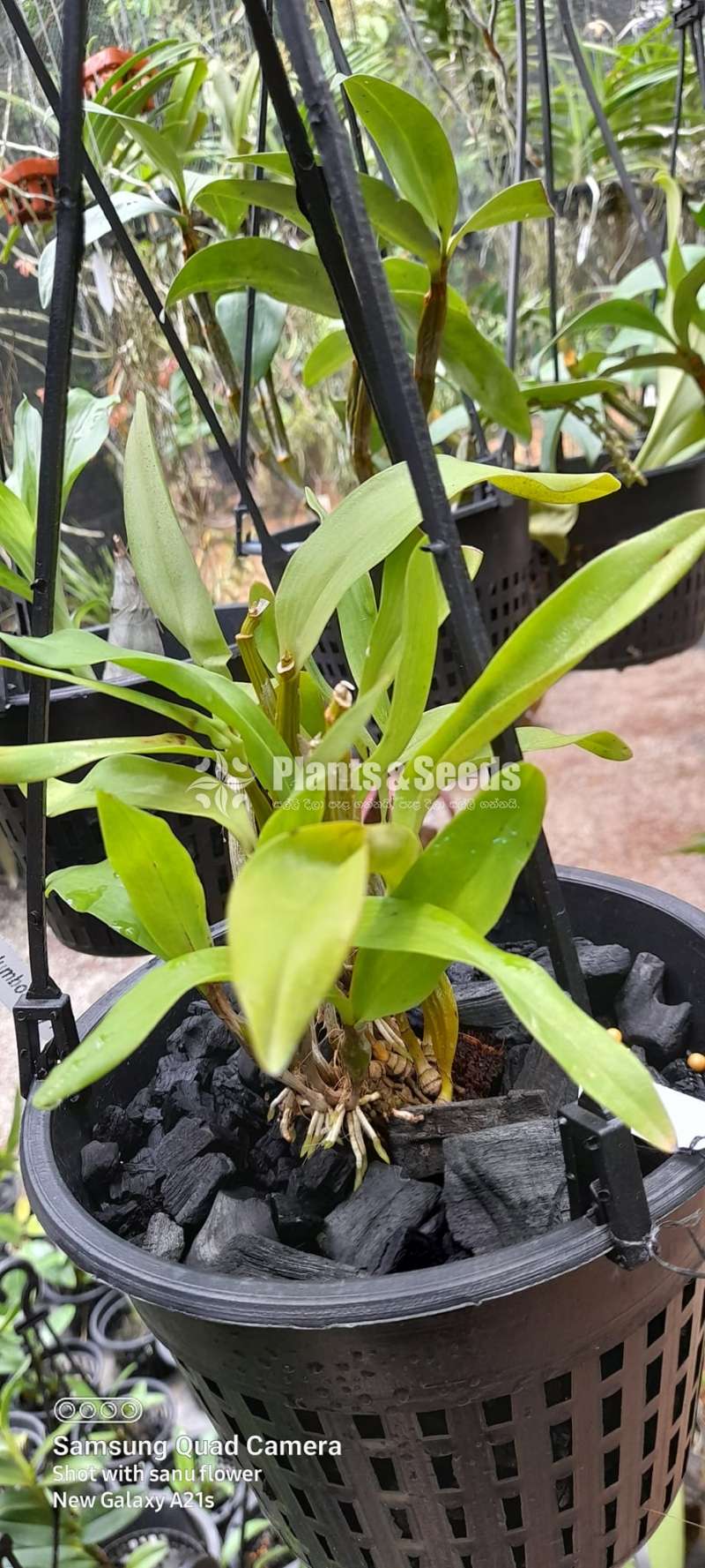 Dendrobium roy tokunaga Orchid