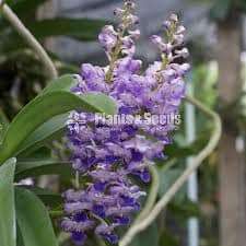 Rhynclostylis colestis blue orchid
