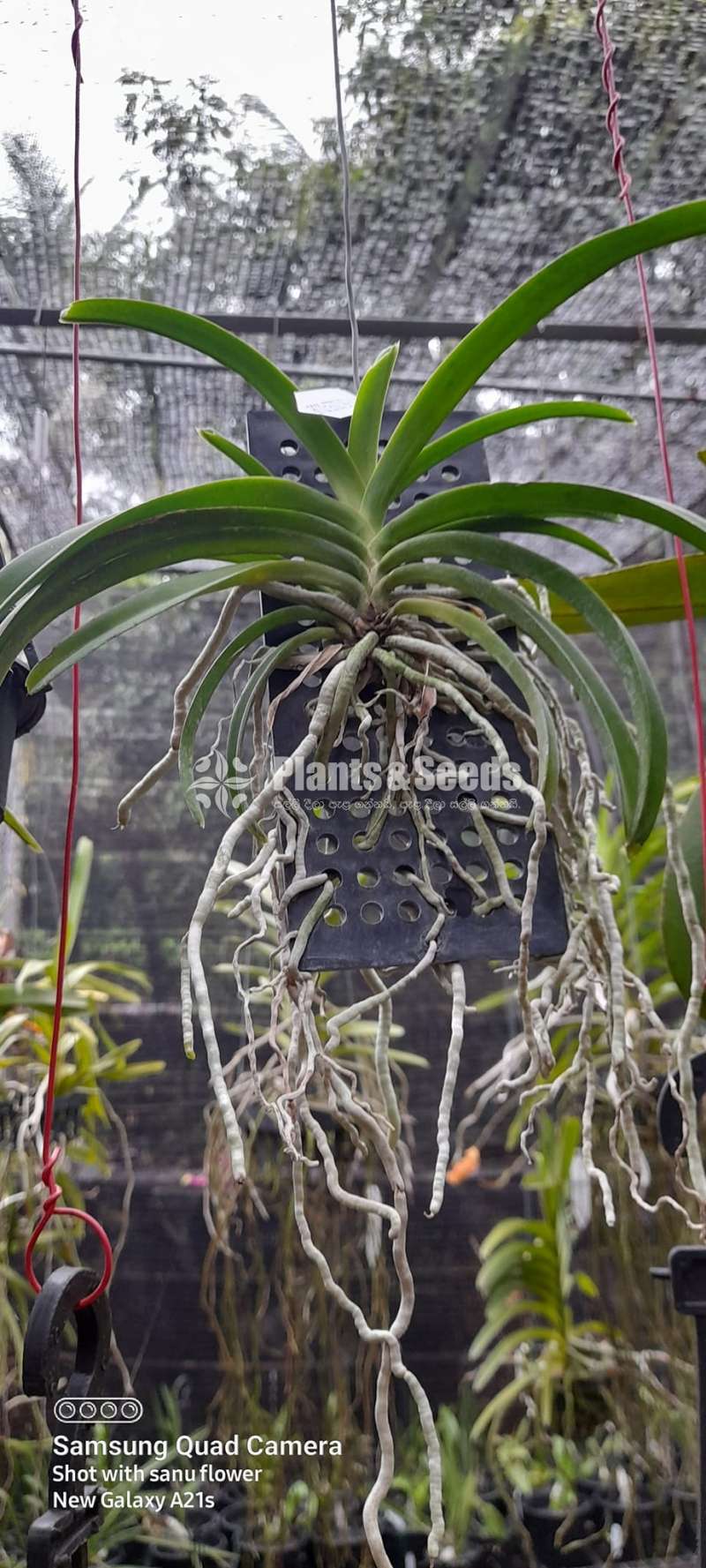 Rhynclostylis colestis blue orchid