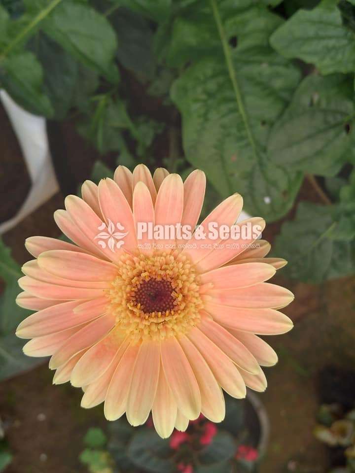  Gerbaras (ජර්බරාස්)