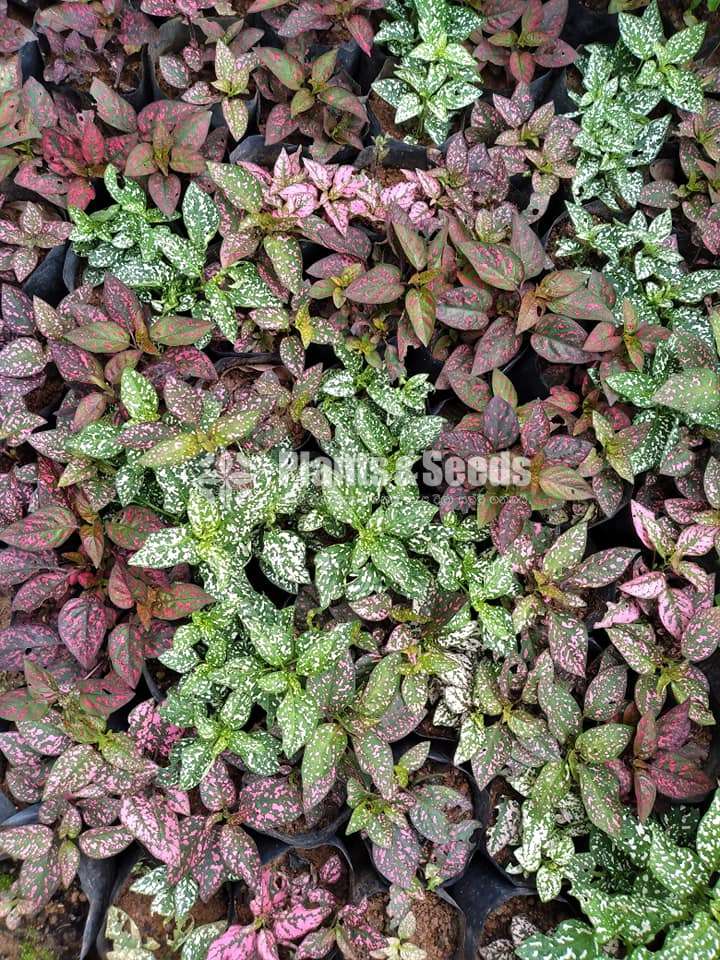 Dot plants (ඩොට් ප්ලාන්ට් )