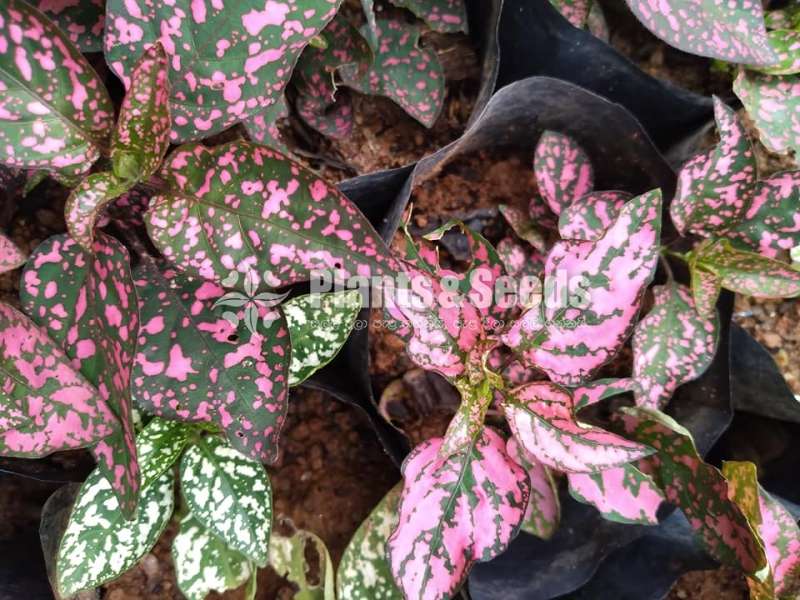 Dot plants (ඩොට් ප්ලාන්ට් )