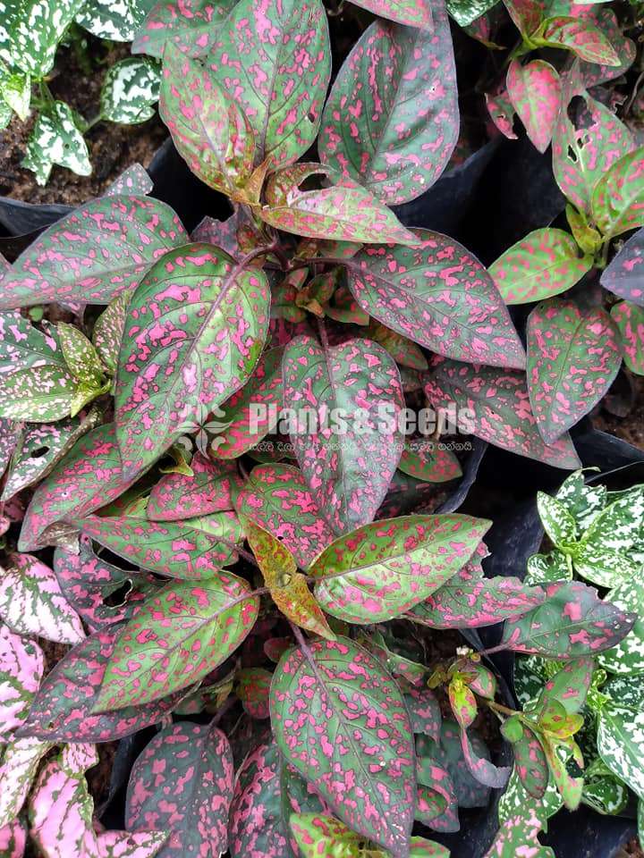 Dot plants (ඩොට් ප්ලාන්ට් )
