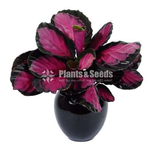 Calatheya (Calathea Rosy)