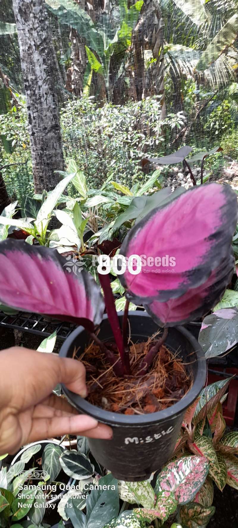 Calatheya (Calathea Rosy)