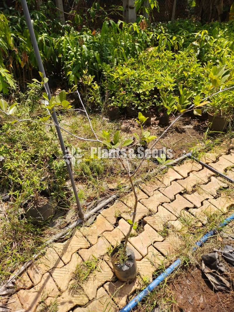 Rathu Pera (රතු පේර)
