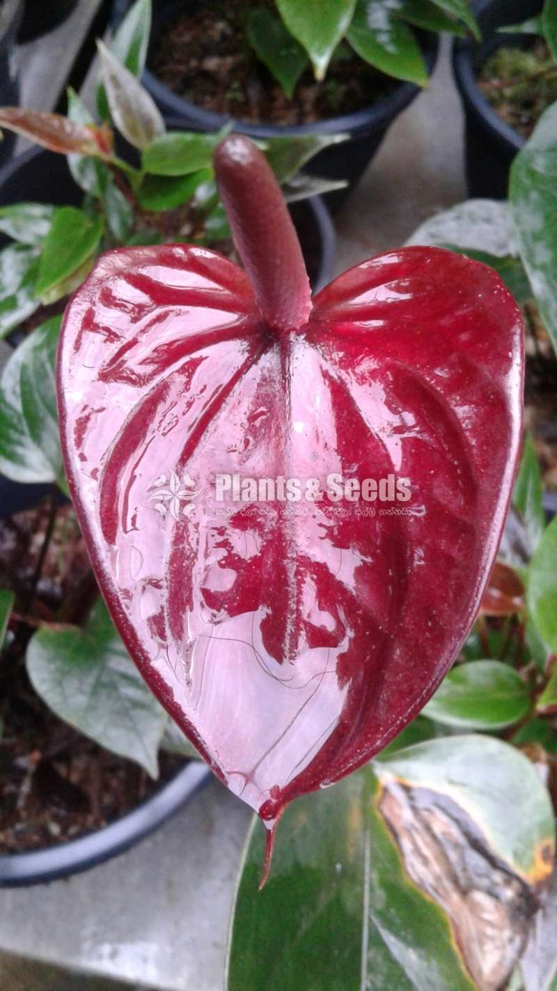Bankok Seed Anthurium (බැන්කොක් සීඩ්)