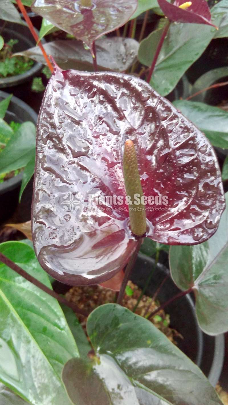 Bankok Seed Anthurium (බැන්කොක් සීඩ්)