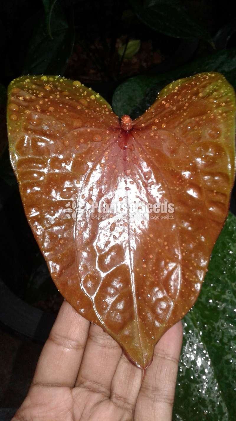 Bankok Seed Anthurium (බැන්කොක් සීඩ්)