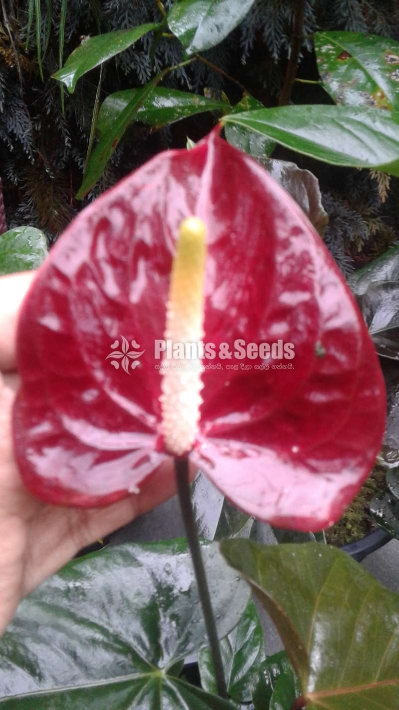 Bankok Seed Anthurium (බැන්කොක් සීඩ්)