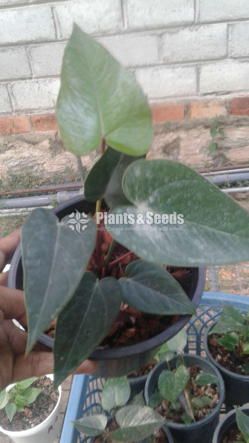 Bankok Seed Anthurium (බැන්කොක් සීඩ්)