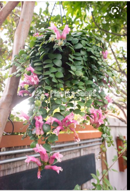 Lipstick plant for sale ( ලිප්ස්ටික් )