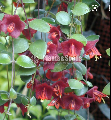 Lipstick plant for sale ( ලිප්ස්ටික් )