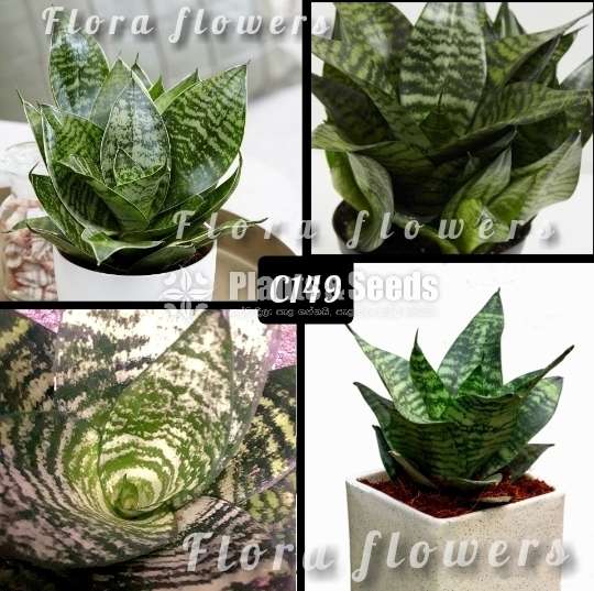Birds nest-Sansevieria