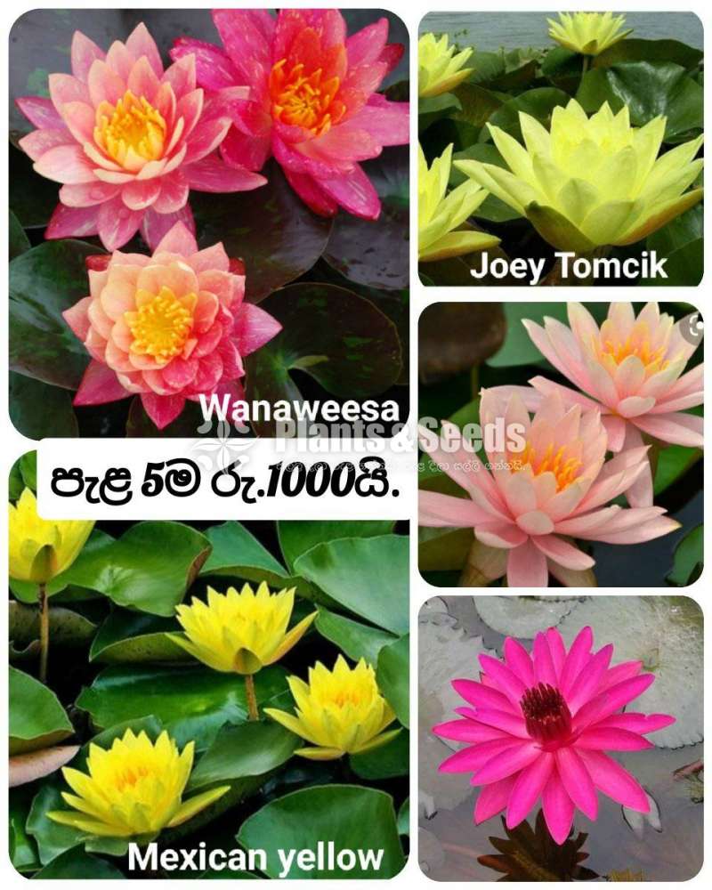 Water plants package (ජලජ ශාක )