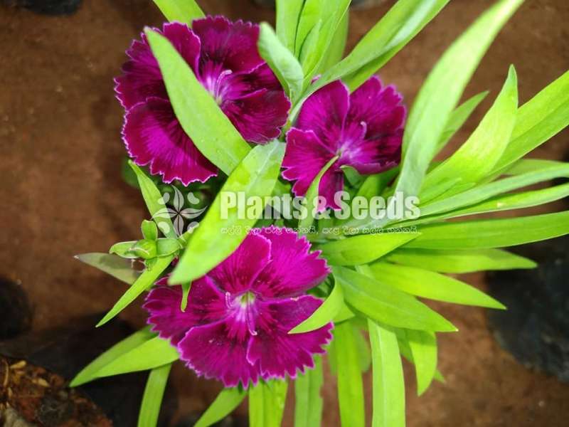 Carnation (කානේෂන් )