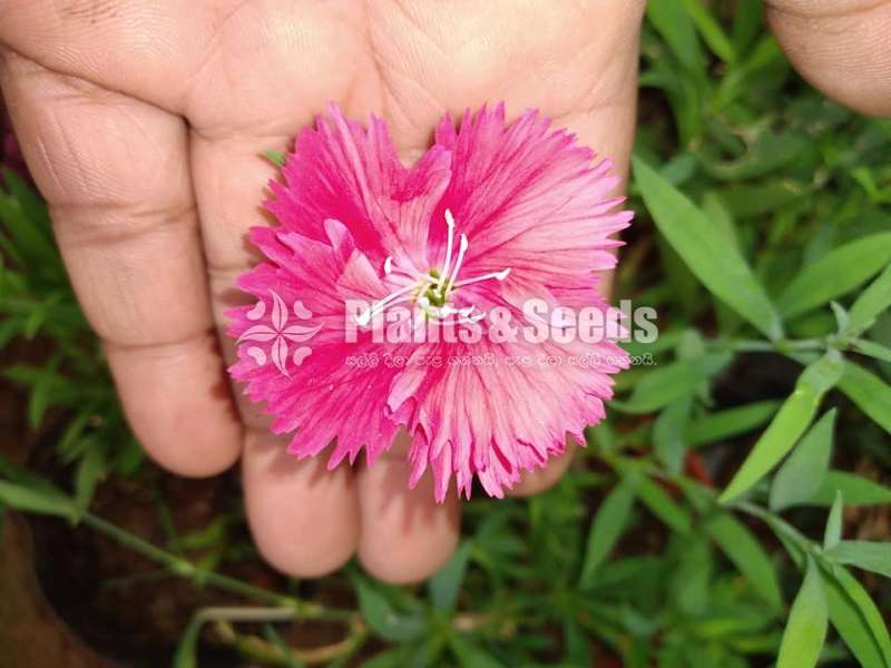 Carnation (කානේෂන් )