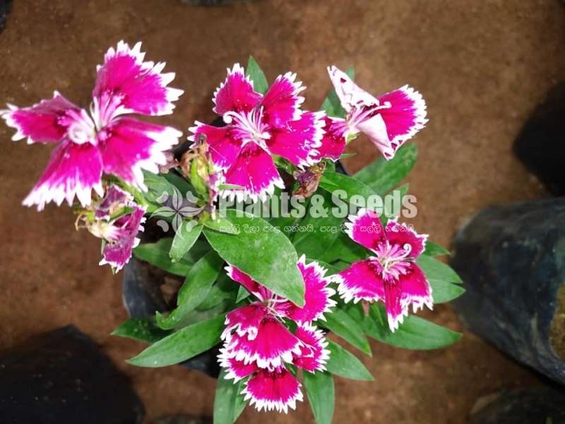 Carnation (කානේෂන් )