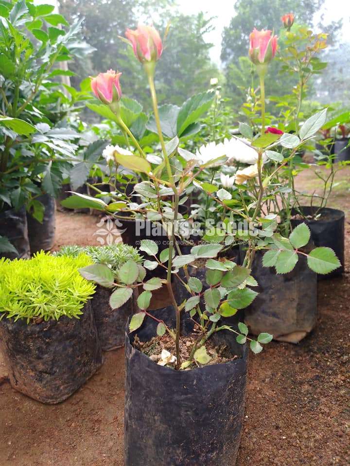 Baby rose ( බේබි රෝස )