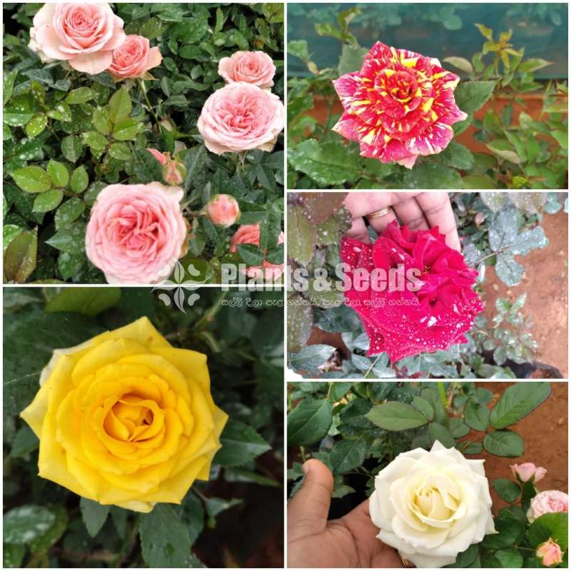 Roses flower plants (රෝස මල්)