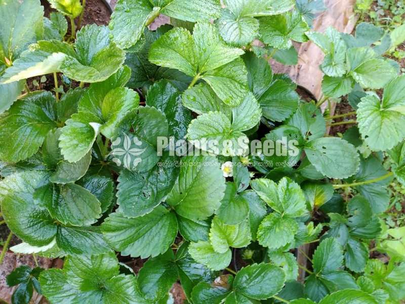 Strewberry Plants (ස්ටෝබේරි පැල )