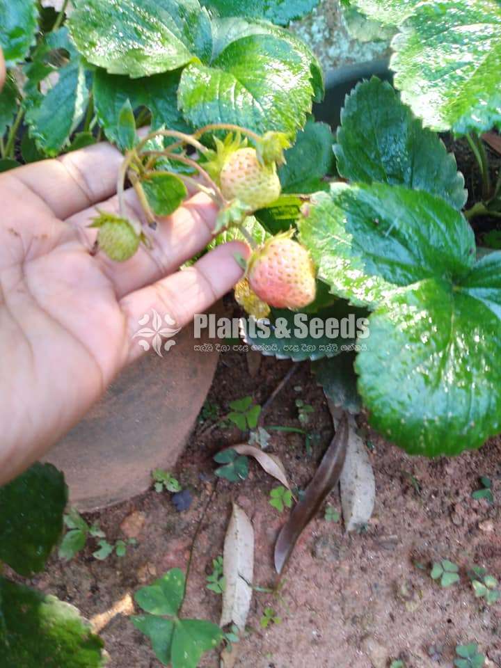 Strewberry Plants (ස්ටෝබේරි පැල )